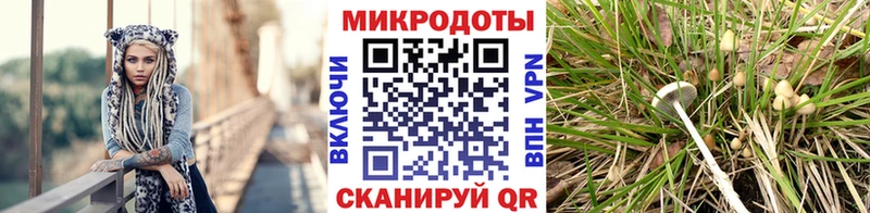 Псилоцибиновые грибы MAGIC MUSHROOMS  закладки  mega ТОР  Починок 